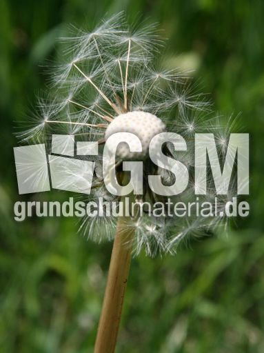Löwenzahn-Pusteblume_3067.jpg